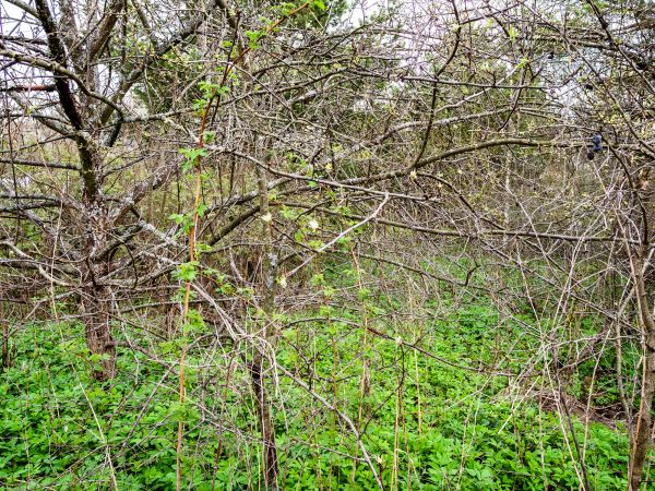 Underbrush Clearing in Camarillo