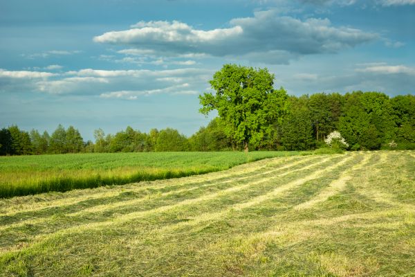 Cost of Vegetation Removal in Camarillo