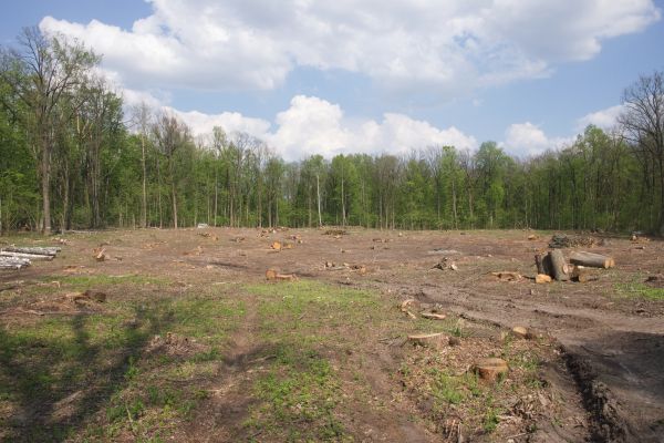 Cost of Pasture Clearing in Camarillo