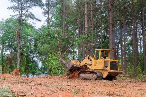 Forest Thinning in Camarillo