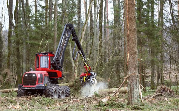 Cost of Forest Clearance Service in Camarillo