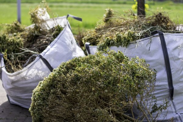 Cost of Bushes Clearing in Camarillo