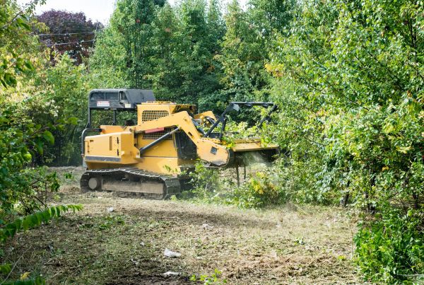 Cost of Pathway Clearing in Camarillo