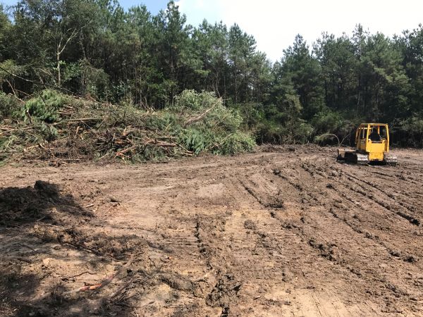 Cost of Thicket Clearing in Camarillo